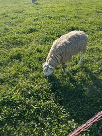 Pecore texel