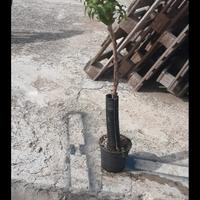 pianta di ciliegia pitanga eugenia uniflora