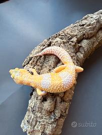 Geco leopardino femmina tremper