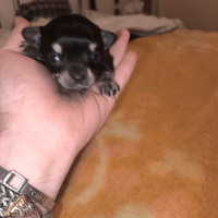 Chihuahua maschio manto nero disponibile
