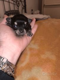 Chihuahua maschio manto nero disponibile