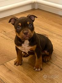 American Bully