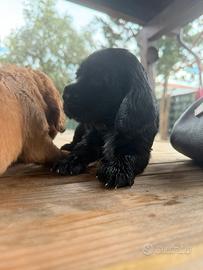 Cocker spaniel inglese