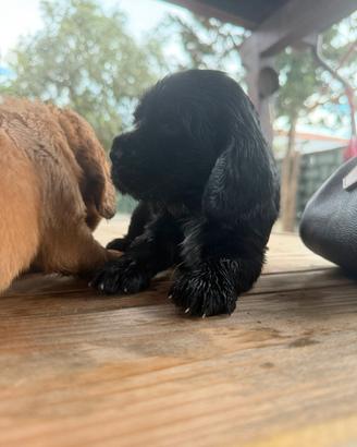 Cocker spaniel inglese