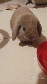 Cucciolo di coniglio nano ariete