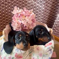 Cuccioli bassotto PEDIGREE ALLEVAMENTO ENCI fci