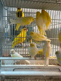 Canarini gialli 2025