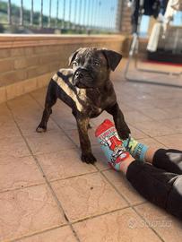 Cucciolo tigrato cane corso selez. pedigree enci