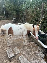 Pony femmina