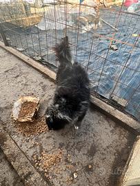 Femmina pastore lagorai