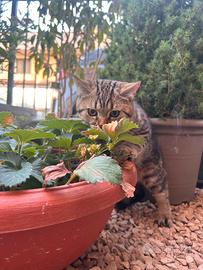 Cuccioli di gatto razza Scottish Straight