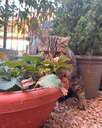 Cuccioli di gatto razza Scottish Straight
