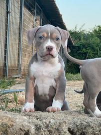 American pitbull terrier