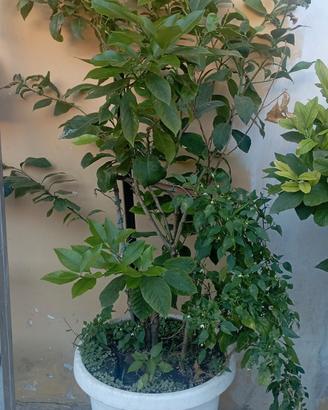 pianta di limone 