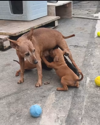 Cuccioli puri di Zwergpinscher/Pinscher nano