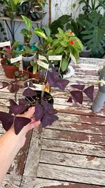 Oxalis triangularis