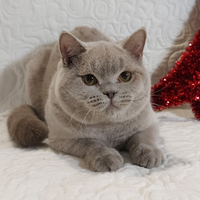 British Shorthair Megi