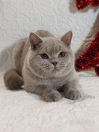 British Shorthair Megi