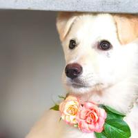 Divina cucciolotta bianca taglia media sogna 1casa