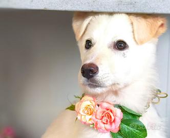 Divina cucciolotta bianca taglia media sogna 1casa