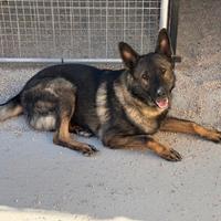 Pastore tedesco grigione adulto con pedigree