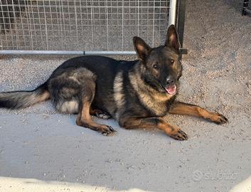 Pastore tedesco grigione adulto con pedigree