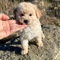 Barboncino crema femmina toy