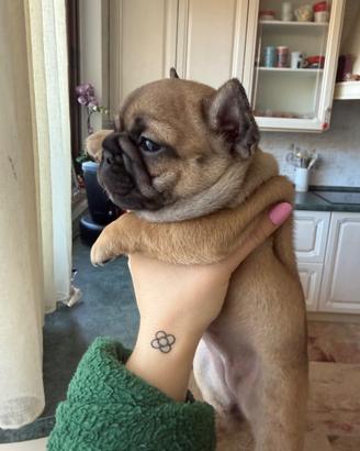 Ultimi 2 Cuccioli Bulldog Francese