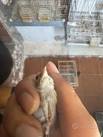 Cardellino