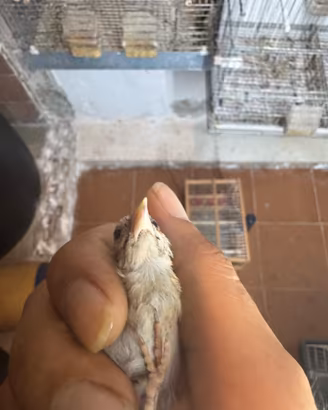 Cardellino