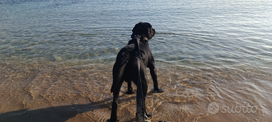Labrador Retriever con Pedigree