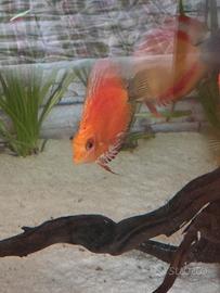 discus