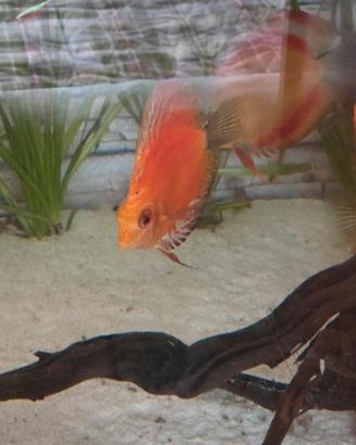 discus