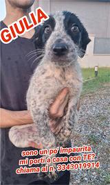 Giulia: cucciola di 2-3 mesi dolcissima