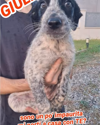 Giulia: cucciola di 2-3 mesi dolcissima