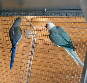 Parrocchetti dal collare