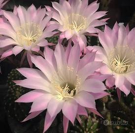 pianta grassa cactus echinopsis