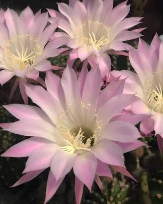 pianta grassa cactus echinopsis