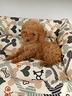 cuccioli-barboncino-disponibili-consegna-gratis