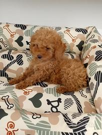 Cuccioli barboncino disponibili consegna gratis