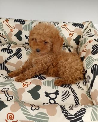 Cuccioli barboncino disponibili consegna gratis