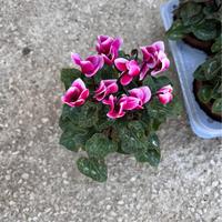 SET DA 6 CICLAMINI IN 5 COLORI - FOTO REALI