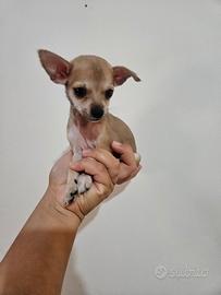 Chihuahua micro