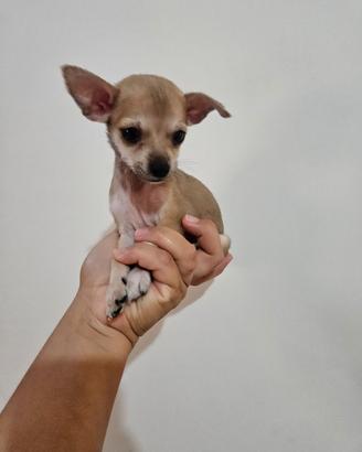 Chihuahua micro