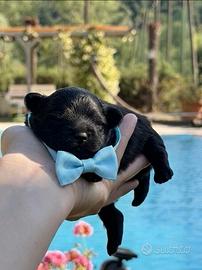 Cucciolo pomapoo