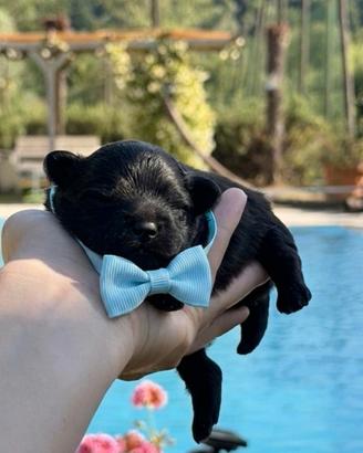 Cucciolo pomapoo