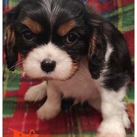 Cuccioli di CAVALIER KING CHARLES SPANIEL