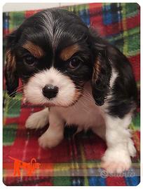 Cuccioli di CAVALIER KING CHARLES SPANIEL