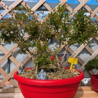 Boschetto melograno bonsai