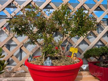 Boschetto melograno bonsai